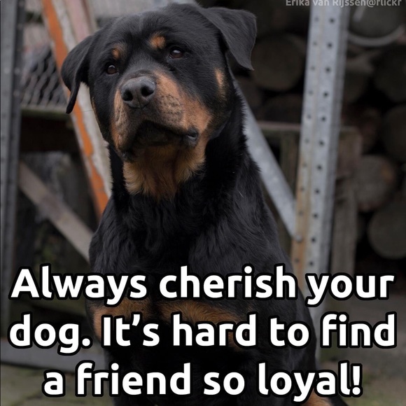 Meet your Posher, Dawn - Picture 2 of 5